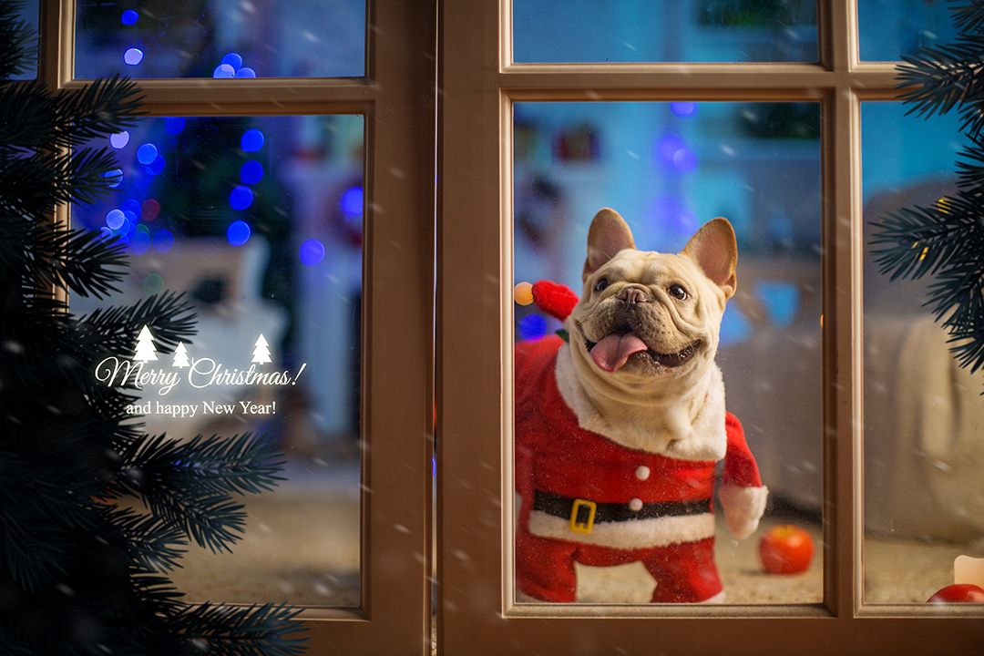 圣诞宝贝家族_宝宝照；儿童照；成都儿童照宝宝照